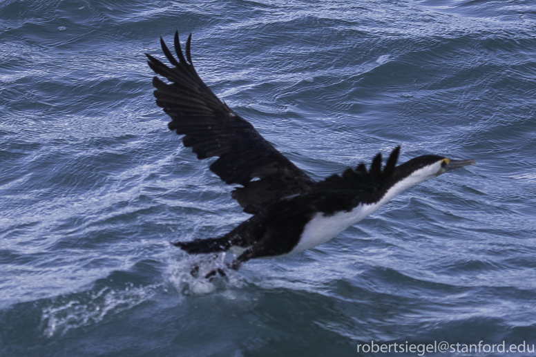 Australian pied cormorant